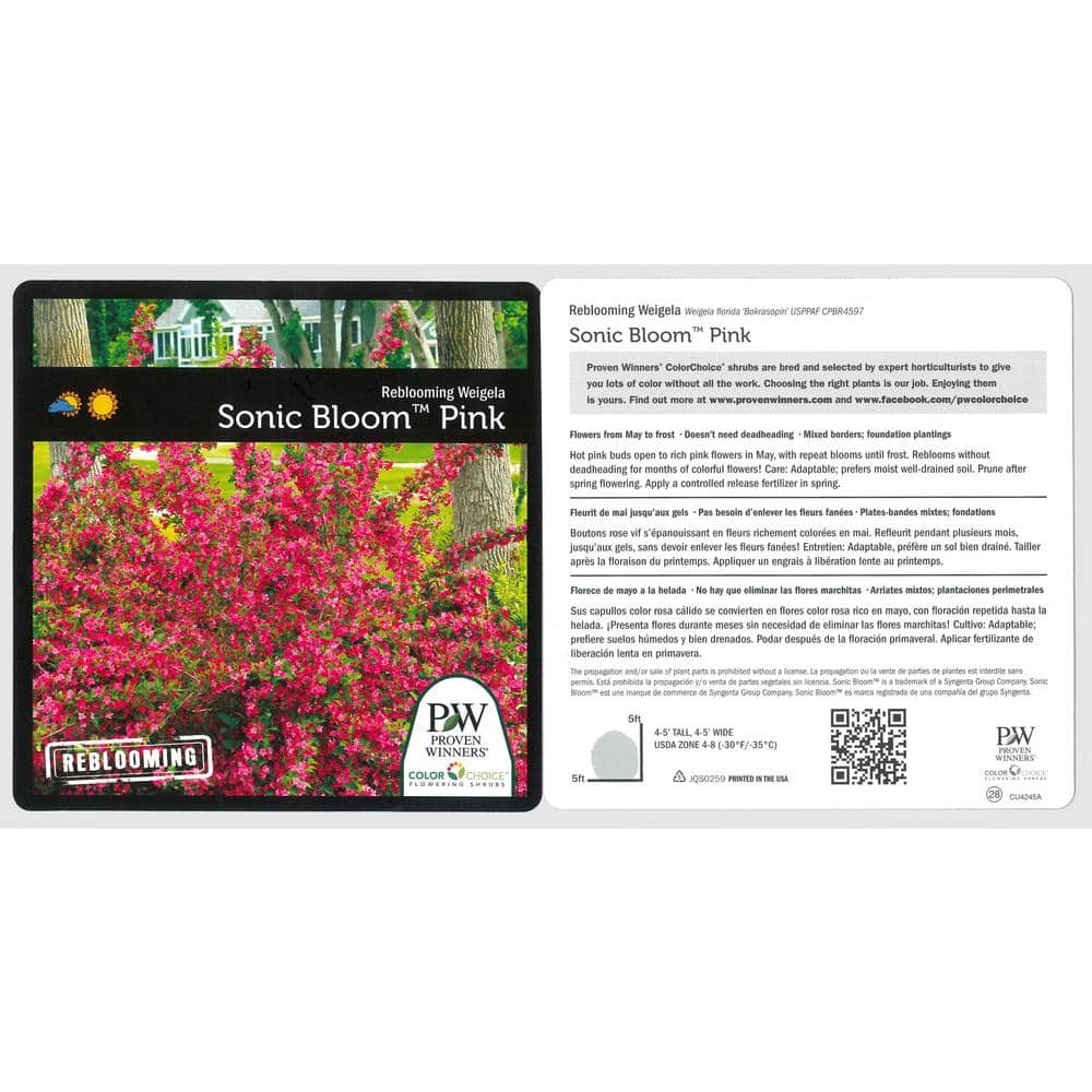 4.5 in. qt. Sonic Bloom Pink Reblooming Weigela (Florida) Live Shrub, Pink Flowers - Hercitys