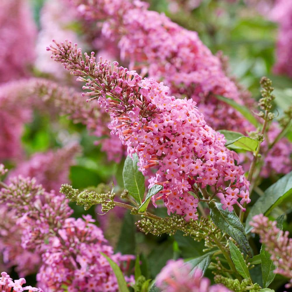 1.5 Gal. Lil’ Taffy Butterfly Bush (Buddleia) Live Shrub Plant, Pink Flowers - Hercitys