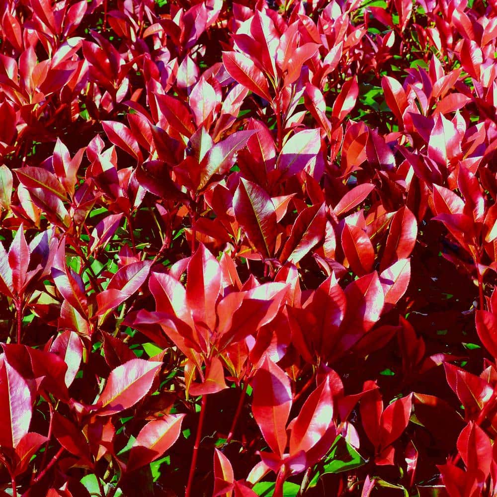 2.25 gal. Photinia Dynamo Red Shrub with White Flowers - Hercitys