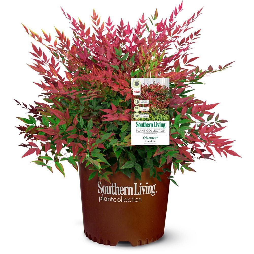1.5 Gal. Obsession Nandina, Live Evergreen Shrub, Brilliant-Red New Foliage - Hercitys