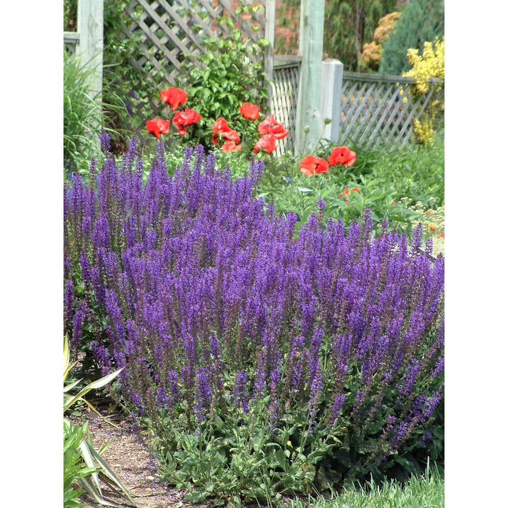 3 Gal. May Night Salvia Live Flowering Full Sun Perennial Plant with Indigo Blue Flowers - Hercitys
