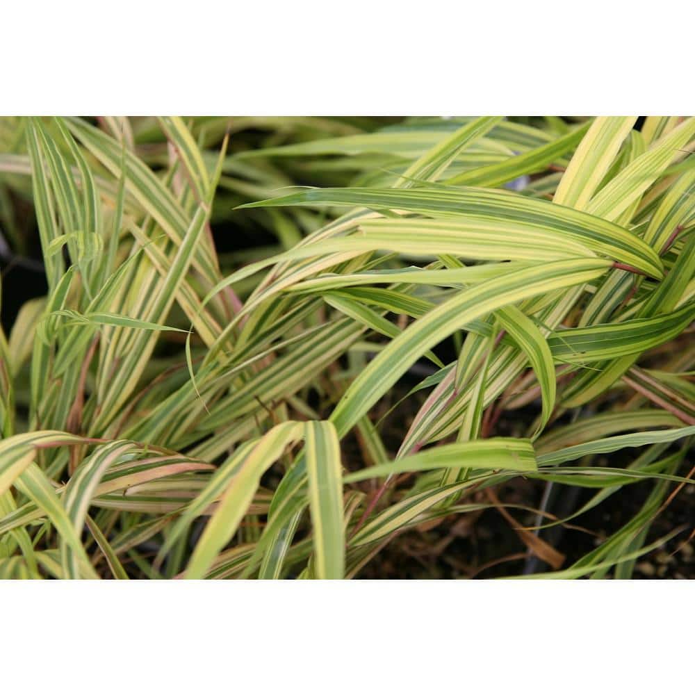 1 Gal. Aureola Japanese Forest Grass – Unique Golden/Green Variegated and Mounding Ornamental Grass - Hercitys