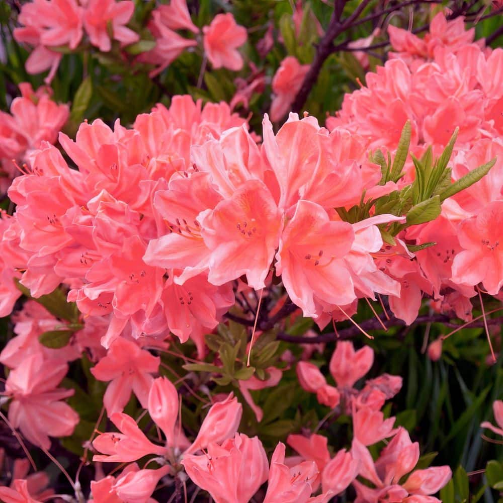 2.5 Quart Azalea ‘Blaauw’s Pink’ Flowering Shrub with Pink Flowers - Hercitys
