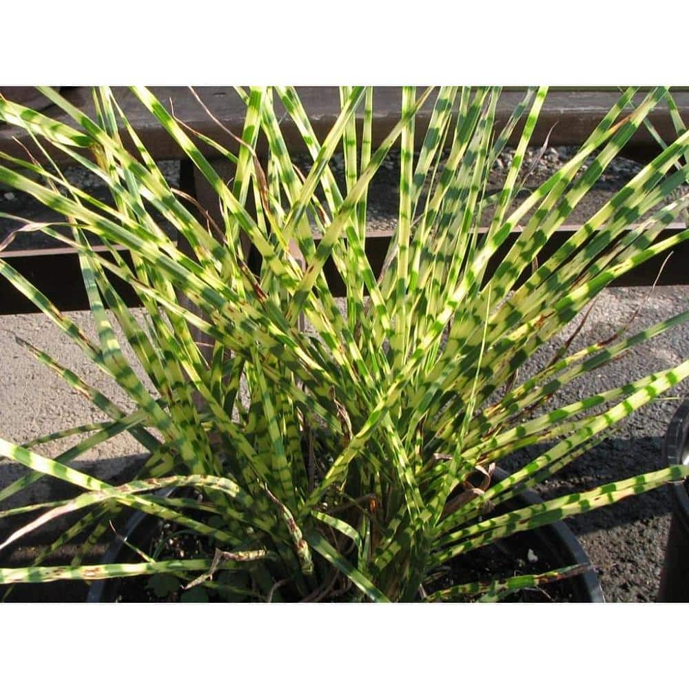 1 Gal. Little Zebra Miscanthus Compact, White-Striped, Ornamental Grass Favorite - Hercitys