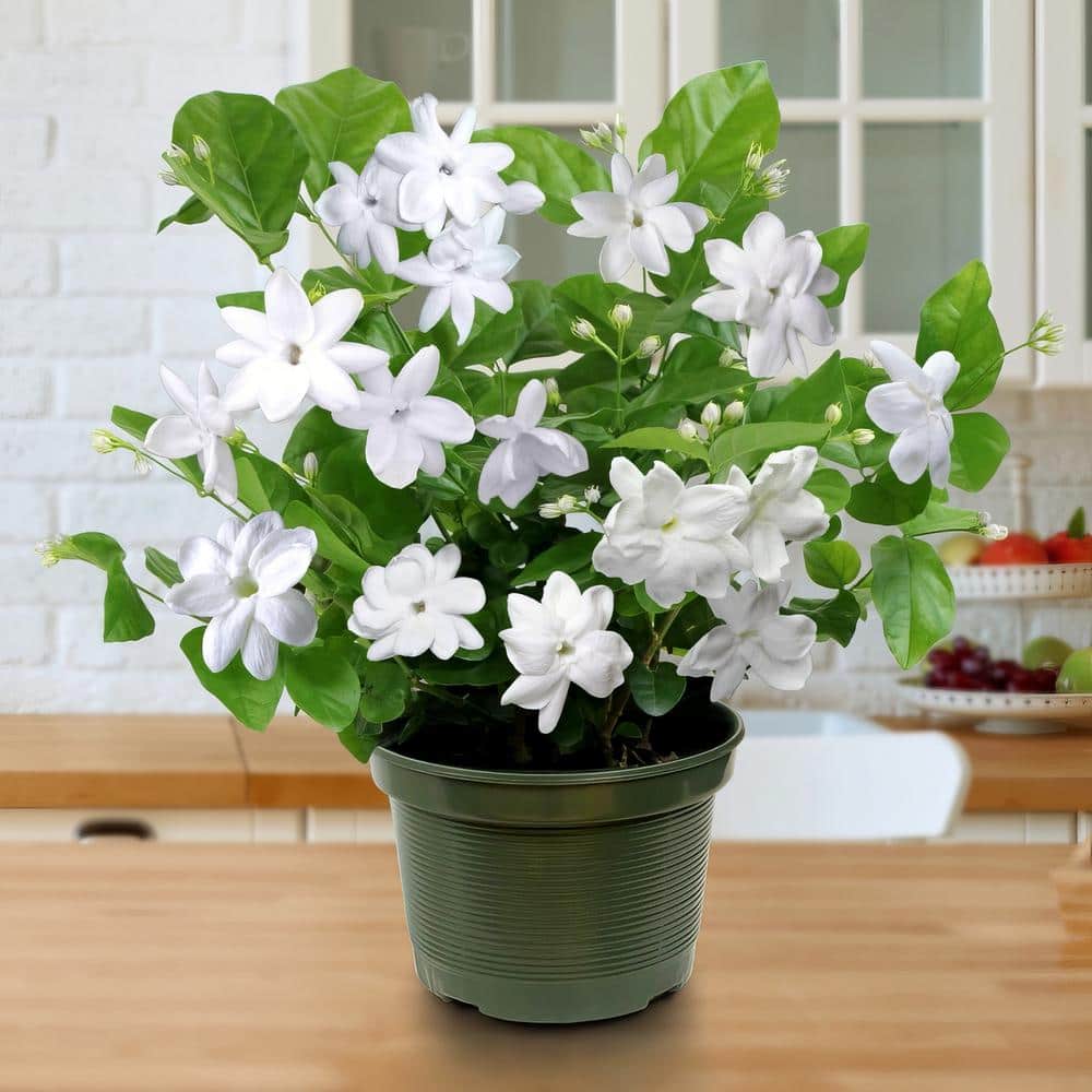 1 gal. Jasmine Sambac Arabian Plant - Hercitys