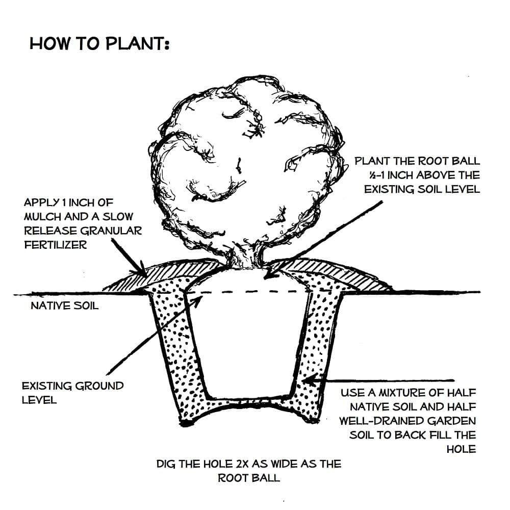 1 Gal. Autumn Twist Shrub with Purple and White Reblooming Flowers - Hercitys