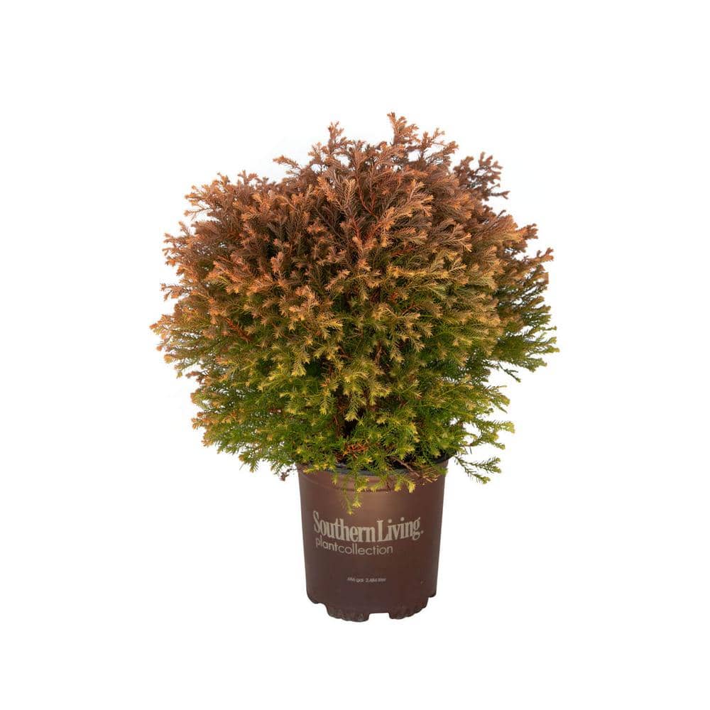 2.5 Qt. Fire Chief Arborvitae (Thuja) Live Dwarf Evergreen Shrub, Golden-Orange Foliage - Hercitys