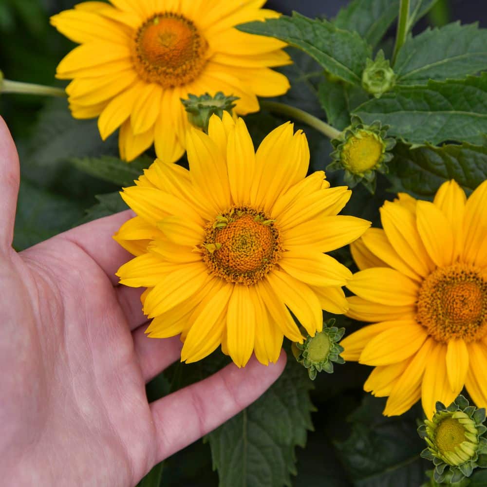 0.65 Gal. Tuscan Gold False Sunflower (Heliopsis helianthoides) Live Perennial Plant with Yellow Flowers - Hercitys
