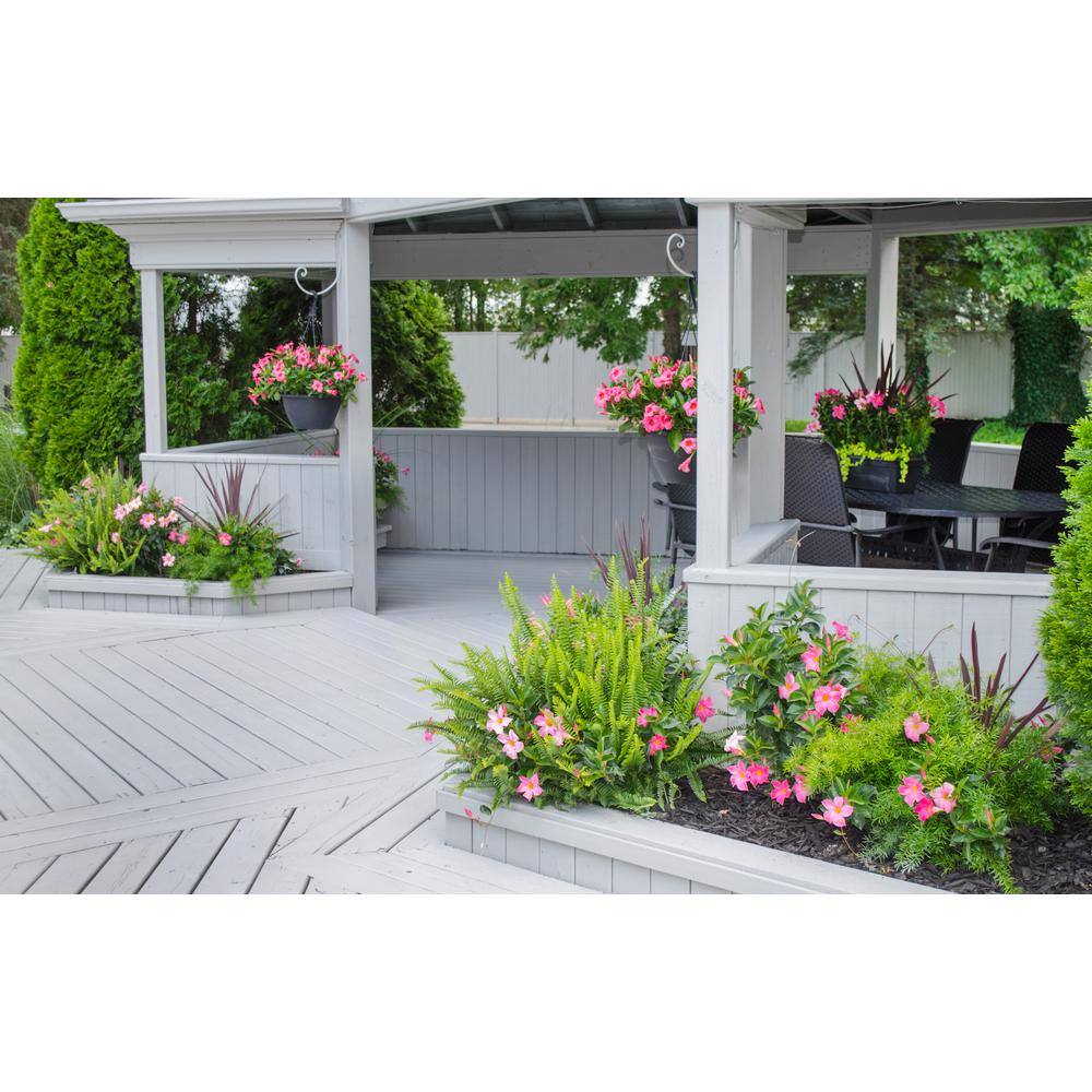 1.5 Pint Dipladenia Flowering Annual Shrub with Pink Flowers - Hercitys