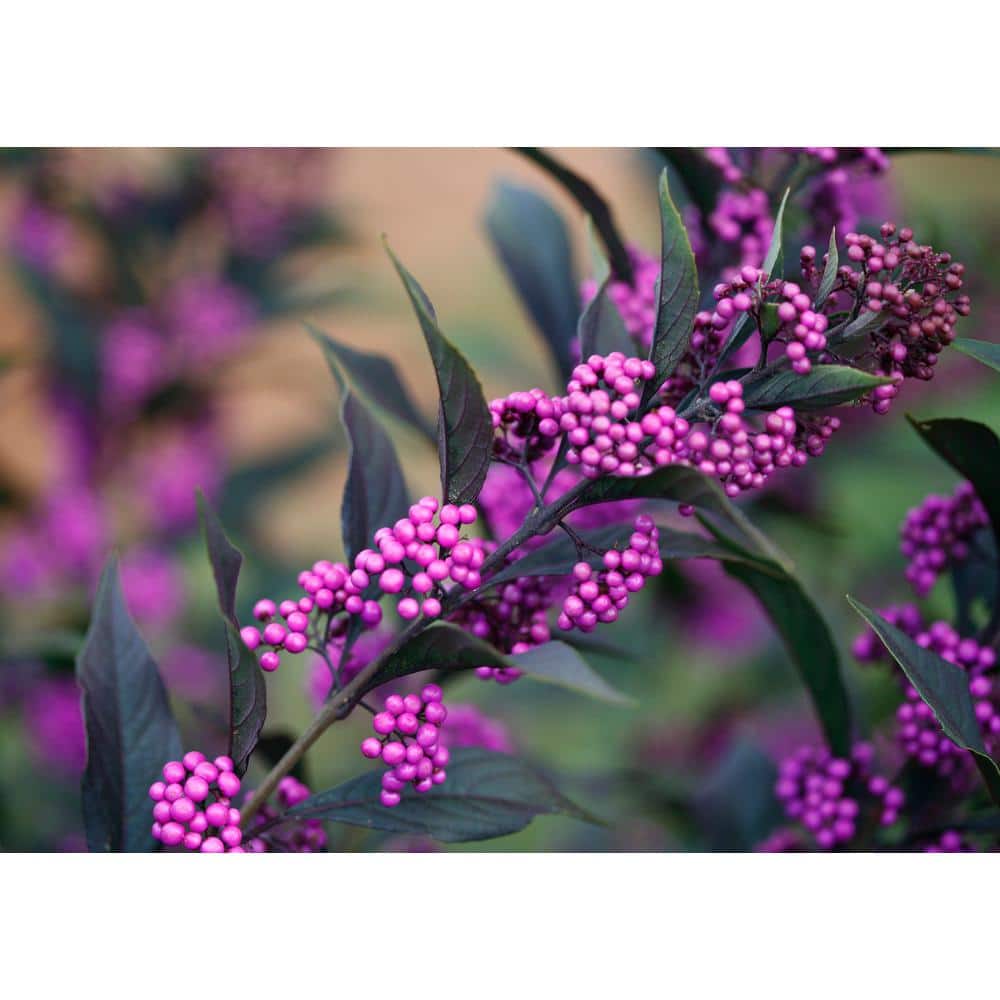 1 Gal. Pearl Glam Beautyberry Bush (Callicarpa) Live Shrub, Dark Purple Foliage and Violet-Purple Berries - Hercitys