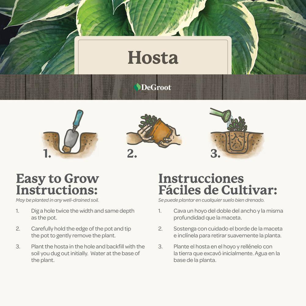 1 Gal. Blue Angel Hosta, Live Perennial Plant, Blue-Green Foliage - Hercitys