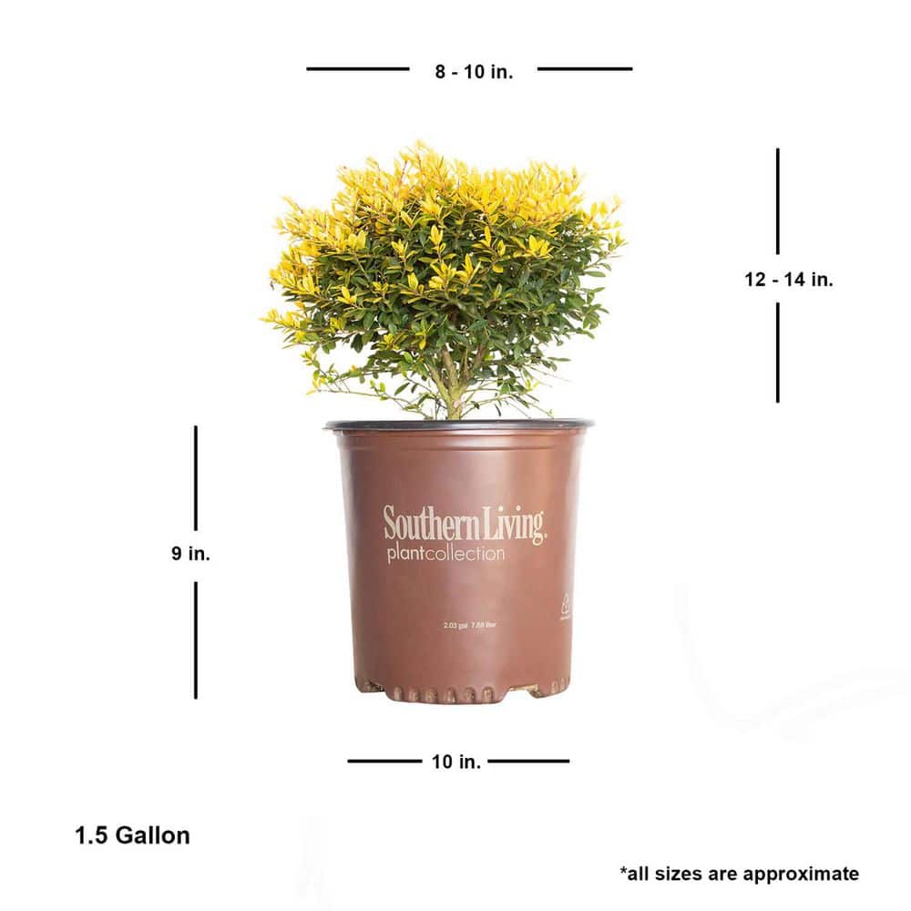 1.5 Gal. Touch of Gold Holly, Evergreen Shrub with Bright Golden Foliage - Hercitys