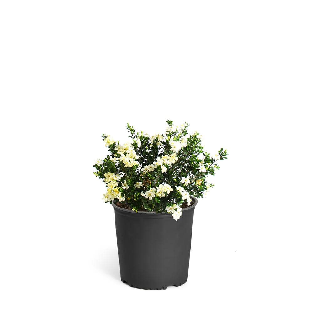 3 Gal. Radicans Gardenia Flowering Shrub with White Blooms - Hercitys