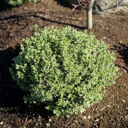 2.25 Gal. Emerald Gaiety Euonymus Live Shrub with Green and White Folliage - Hercitys