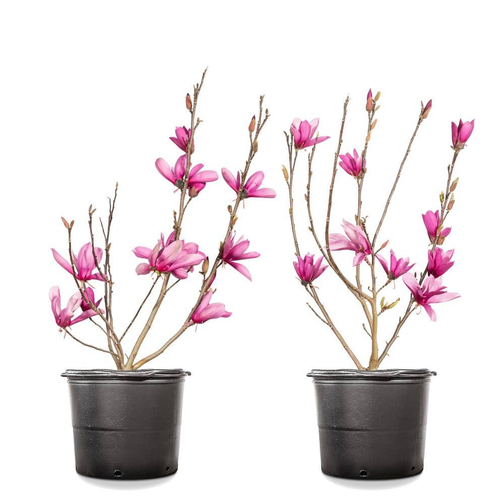 1 Gal. Ann Magnolia (2-Pack) - Hercitys