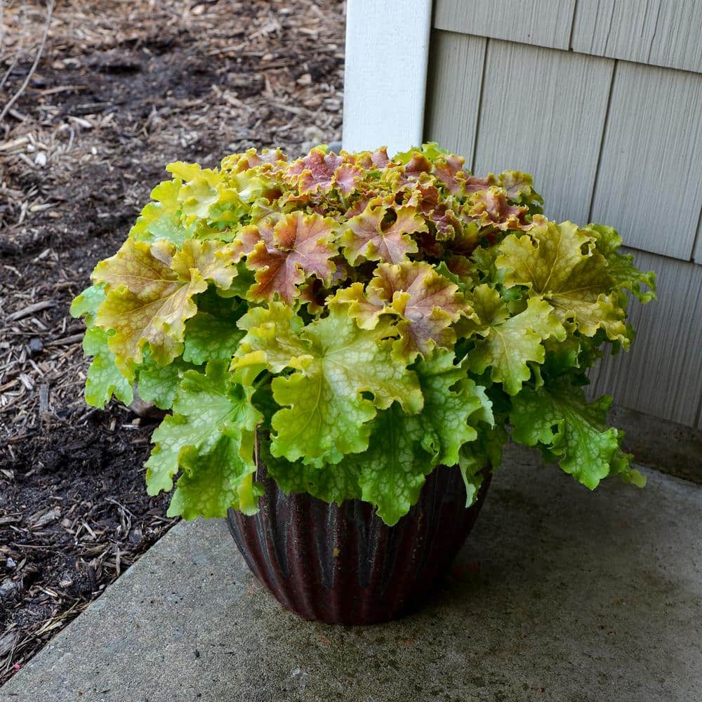 4.5 in. Qt. Dolce Apple Twist Coral Bells (Heuchera) Live Plant in White Flowers and Yellow to Green Foliage - Hercitys