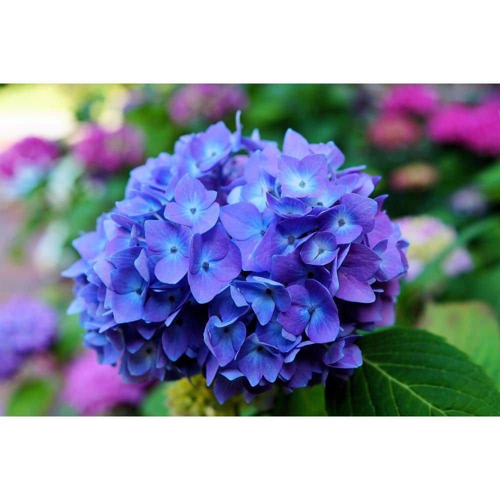 1 Gal. Let’s Dance Rhythmic Blue Hydrangea Shrub Reblooming Skyblue Flowers - Hercitys