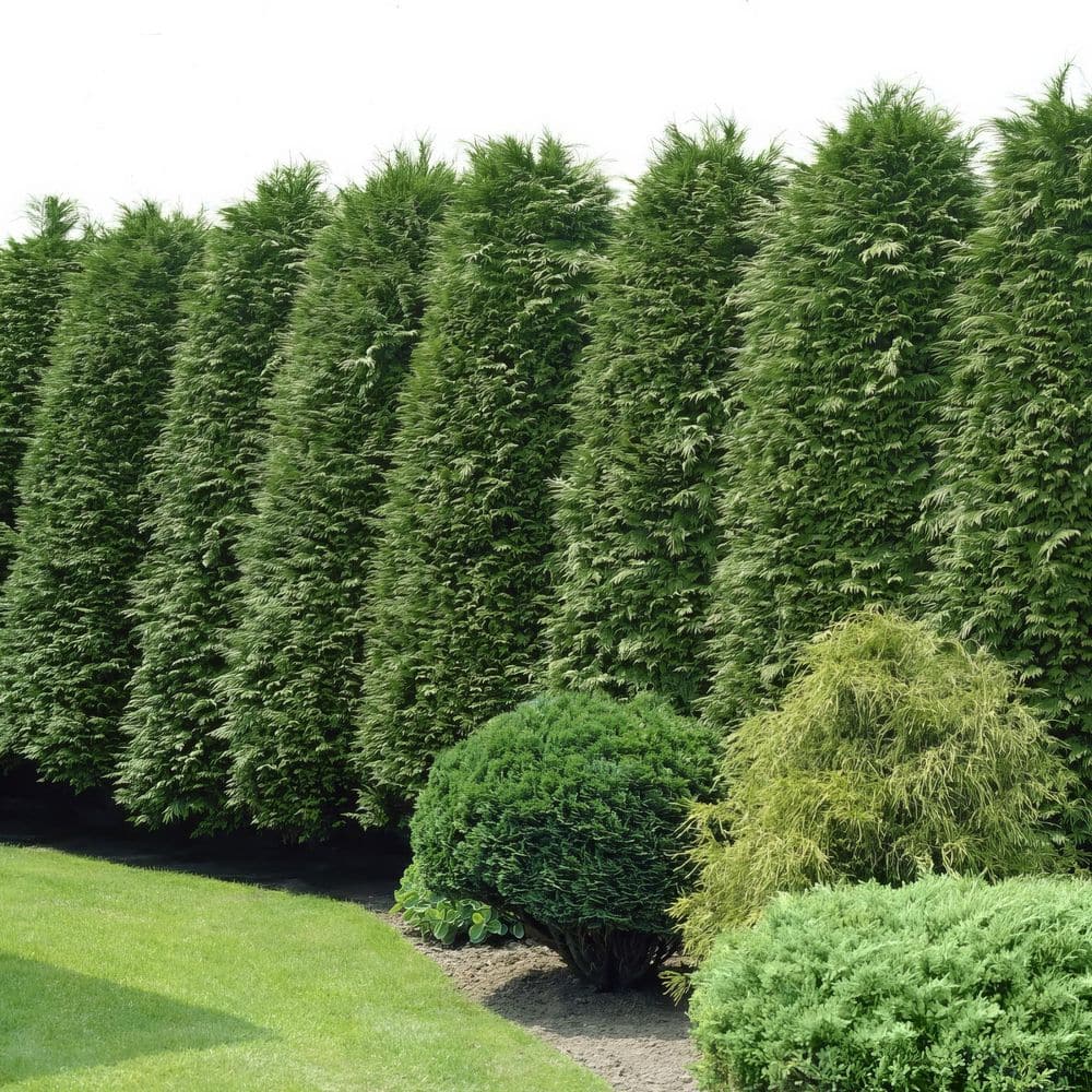 1 gal. Arborvitae Green Giant Shrub - Hercitys
